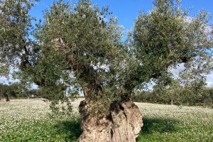 EDUCATIONAL TOUR CON TOUR OPERATOR CONVERSANO 2022