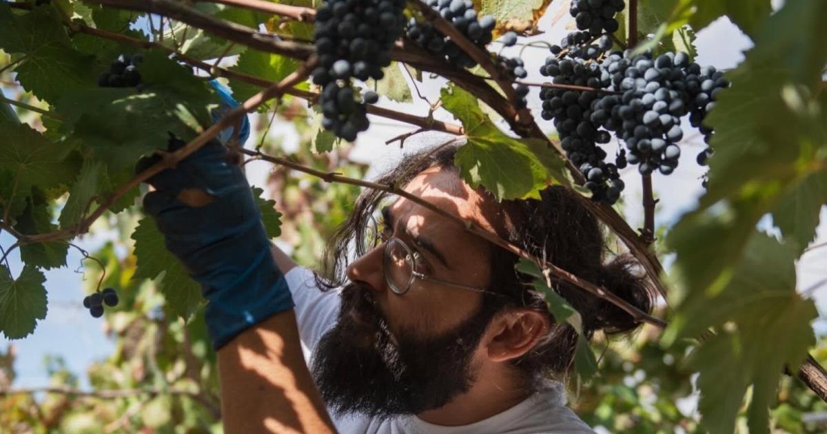 AGRICOLTORI DELLA MURGIA IN RETE: UN CANTINA PER LA MICROVINIFICAZIONE