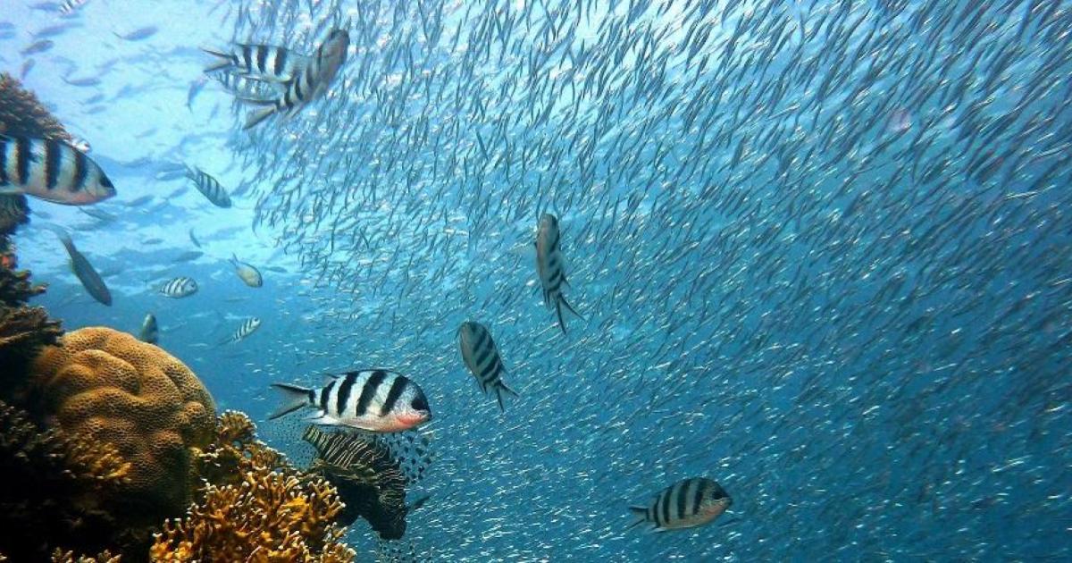 HABI GUACETO PER LA PROTEZIONE DEGLI STOCK ITTICI E LA PROTEZIONE DEL MARE